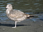 California Gull 